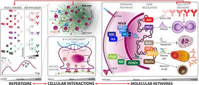 From Antibody Repertoires to Cell-Cell Interactions to Molecular Networks: Bridging Scales in the Germinal Center